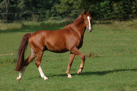 Image result for chestnut stallion with blaze beautiful