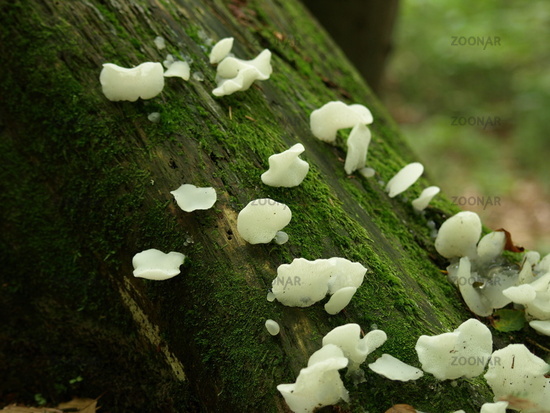 White Jelly Fungus