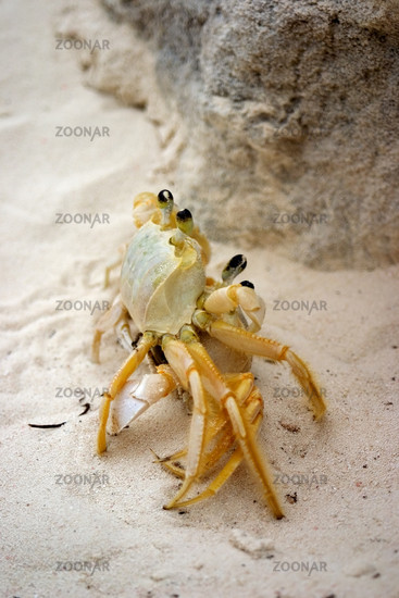 Crab wedding Crab wedding Add to my picking list