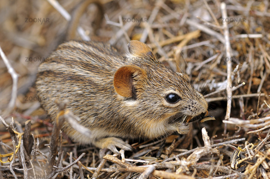 Gray Grass Mouse