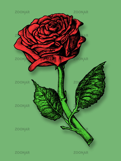 red rose drawing. Single Red Rose