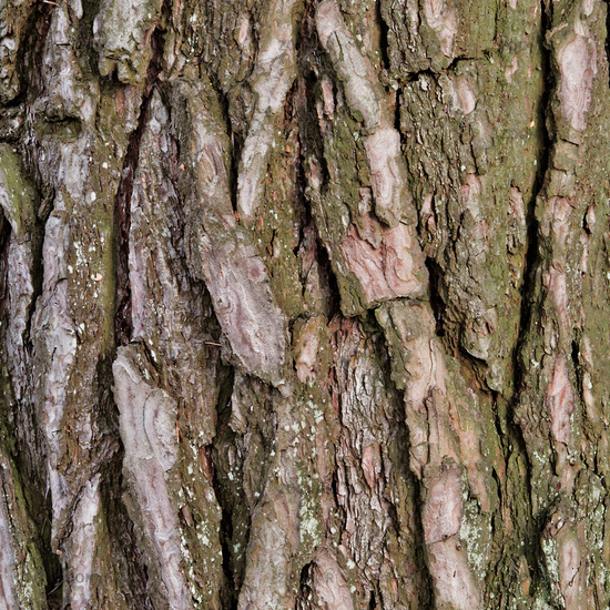pictures of elm tree bark. Close up of an Elm Tree Bark