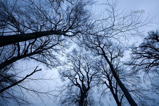 creepy trees at night. Creepy leafless trees towering