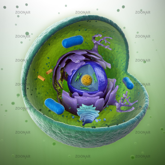 animal cell model images. images 3d animal cell model