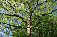 20240502_Platanus acerifolia, Platane, plane tree.jpg