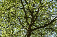 20240502_Platanus acerifolia, Platane, plane tree002.jpg