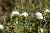 Ledum palustre, Synonym Rhododendron tomentosum, Sumpfporst, marsh labrador tea, Wildbiene, bee