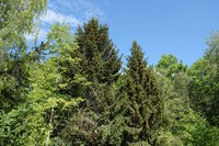 Picea abies, Fichte, spruce, Austrieb und Blüte, young shoots and blossoms