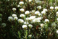 Ledum palustre, Synonym Rhododendron tomentosum, Sumpfporst, marsh labrador tea